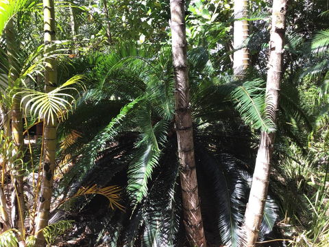 Bunya Cottage - Kingaroy Accommodation 1