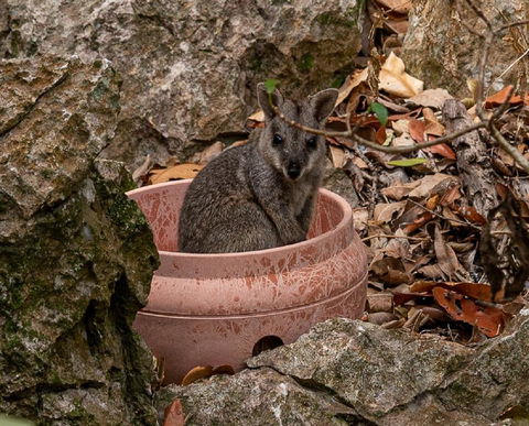 Capricorn Caves - Kingaroy Accommodation 2
