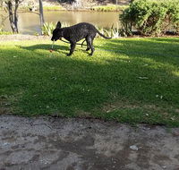 Captain's Cottage Bed  Breakfast - Kingaroy Accommodation