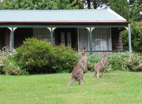 Cedar Lodge Cabins - Kingaroy Accommodation 0