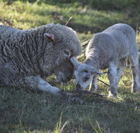 Clandulla Cottages  Farmstay - Kingaroy Accommodation