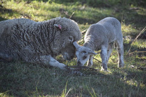 Clandulla Cottages & Farmstay - Kingaroy Accommodation 0
