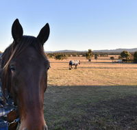 Clydesdale Cottage on Talga with real Clydesdale Horses - Kingaroy Accommodation