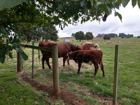 Cradle At Casa Blanca Country Retreat - Kingaroy Accommodation 3