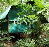 Daintree Crocodylus - Kingaroy Accommodation