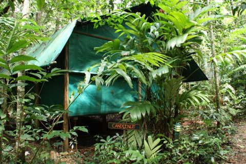 Daintree Crocodylus - Kingaroy Accommodation 0