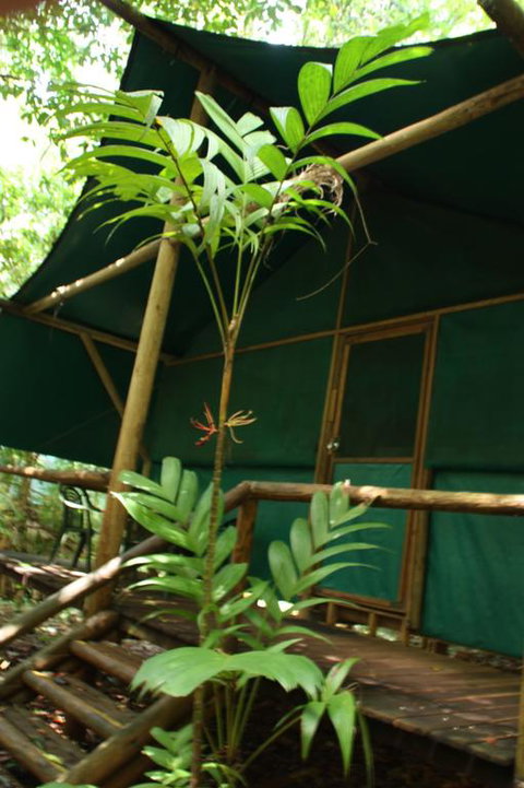 Daintree Crocodylus - Kingaroy Accommodation 3