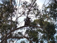 Book Haden Accommodation Vacations Kingaroy Accommodation Kingaroy Accommodation