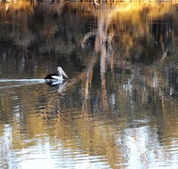 Euston Club Motel - Kingaroy Accommodation