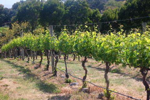 Every Man And His Dog Vineyard - Kingaroy Accommodation 2