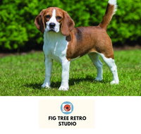 Fig Tree Retro Studio - Kingaroy Accommodation