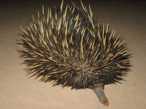 Gnaraloo Station - Homestead - Kingaroy Accommodation 3