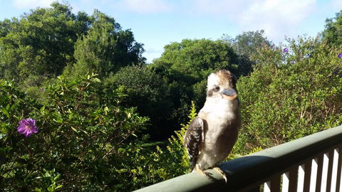 Gumtree House Montville - Kingaroy Accommodation 3