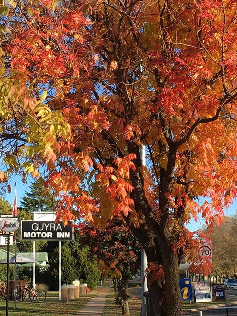 Guyra Motor Inn - Kingaroy Accommodation 3