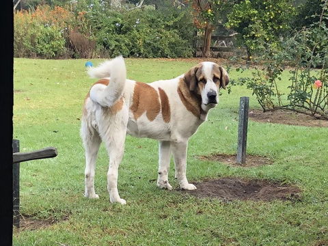 Gzone Farmstay - Kingaroy Accommodation 1