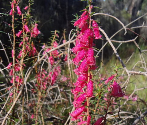 Hawksview At Mafeking - Kingaroy Accommodation 2