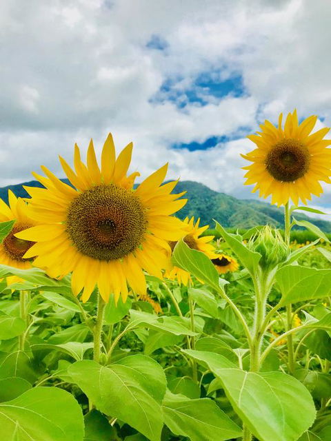 JJs Backpackers Hostel - Kingaroy Accommodation 3