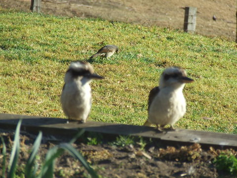 Kiah Country Gardens B&B - Kingaroy Accommodation 3