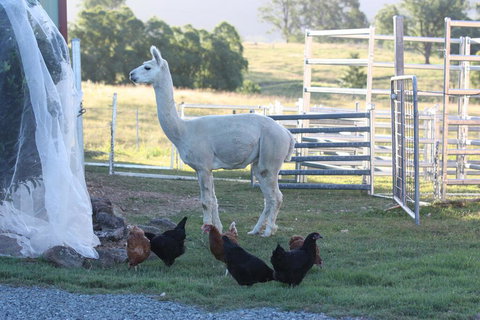 Lenoroc - Kingaroy Accommodation 1