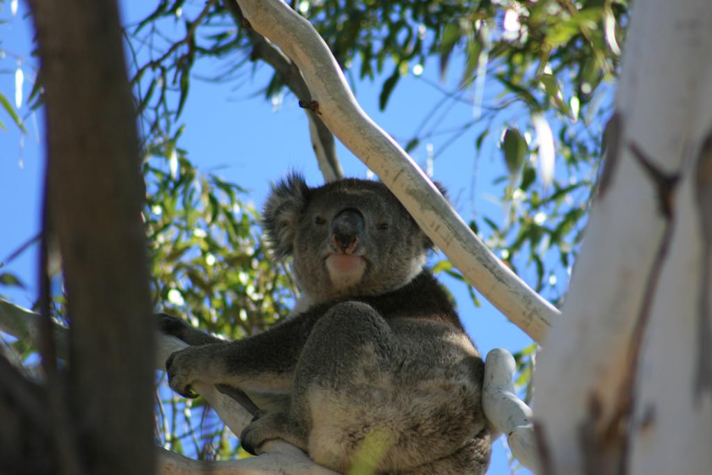 Vale Park SA Kingaroy Accommodation