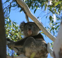 Levi Park Caravan Park - Kingaroy Accommodation