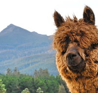 Maydena Mountain Cabins - Kingaroy Accommodation