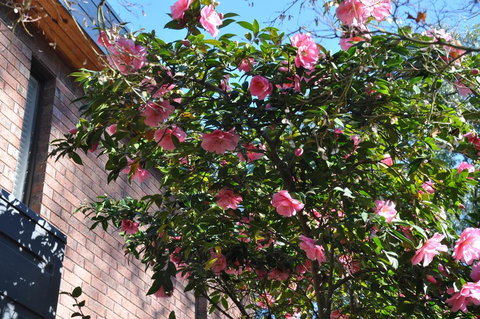 Mountain Gate Villa - Kingaroy Accommodation 1