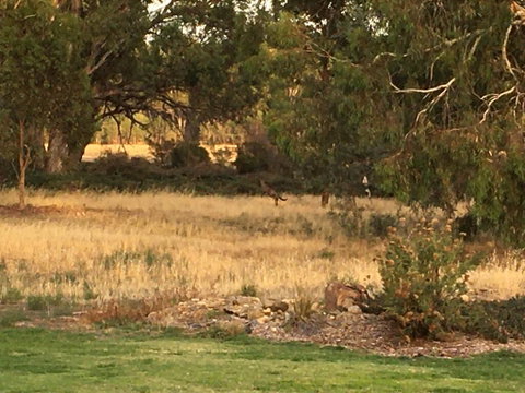 Murrord Wetlands - Kingaroy Accommodation 3