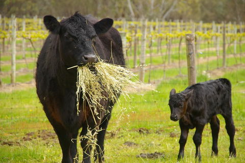 Naimanya Cottage - Kingaroy Accommodation 0