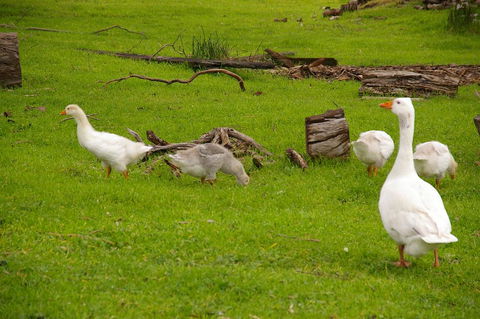 Naimanya Cottage - Kingaroy Accommodation 3