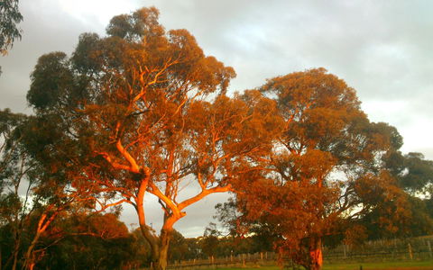 Hotham Ridge Estate - Kingaroy Accommodation 35