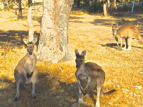 Sandpiper Retreat - Kingaroy Accommodation 37