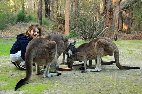 Yelverton Brook Conservation Sanctuary - Kingaroy Accommodation 5