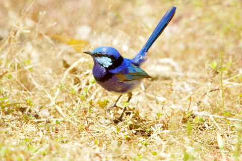 Yelverton Brook Conservation Sanctuary - Kingaroy Accommodation 23