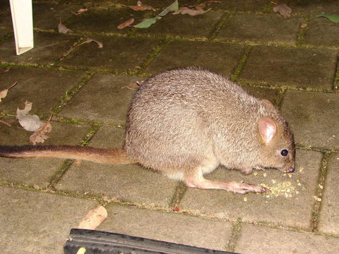 Yelverton Brook Conservation Sanctuary - Kingaroy Accommodation 37