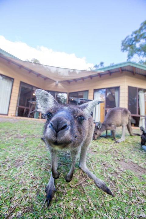Yelverton Brook Conservation Sanctuary - Kingaroy Accommodation 17