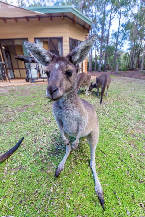 Yelverton Brook Conservation Sanctuary - Kingaroy Accommodation 0