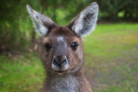 Yelverton Brook Conservation Sanctuary - Kingaroy Accommodation 25