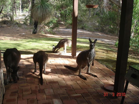 Yelverton Brook Conservation Sanctuary - Kingaroy Accommodation 22