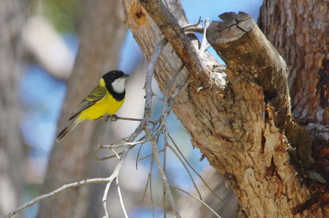 Yelverton Brook Conservation Sanctuary - Kingaroy Accommodation 35