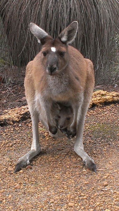 Yelverton Brook Conservation Sanctuary - Kingaroy Accommodation 27