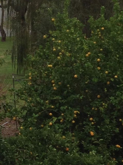 Bright & Beautiful Home On The Hills! - Kingaroy Accommodation 34
