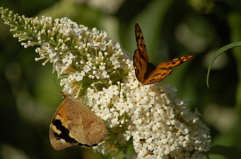 Cape Howe Cottages - Kingaroy Accommodation 31