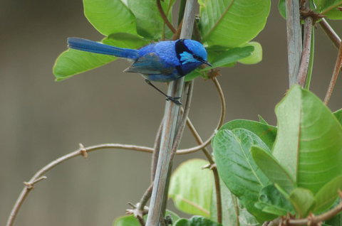 Cape Howe Cottages - Kingaroy Accommodation 14