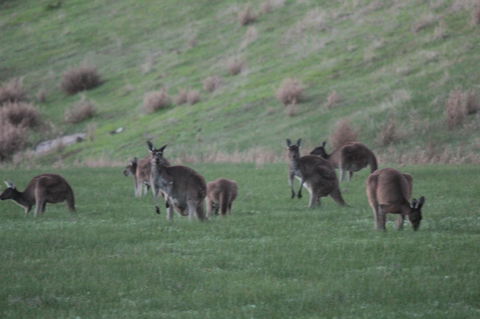 The Farmhouse - Kingaroy Accommodation 14