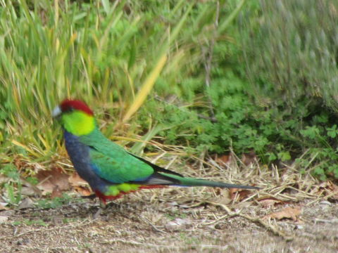 Di's Cabin In Dwellingup - Kingaroy Accommodation 26
