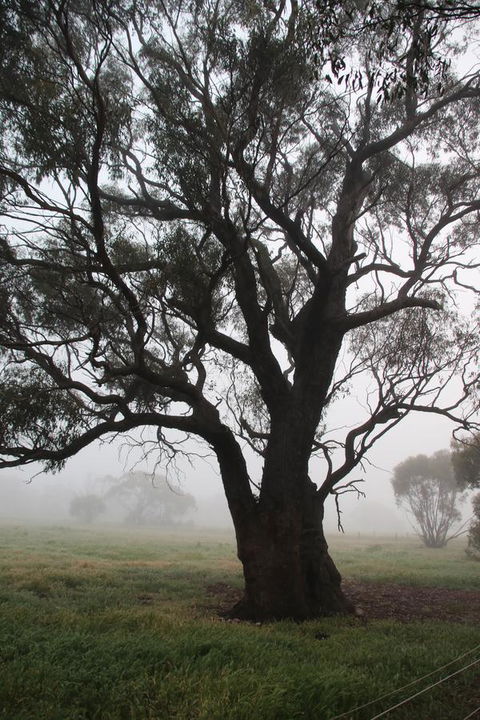 Daisy Cottage - Kingaroy Accommodation 23