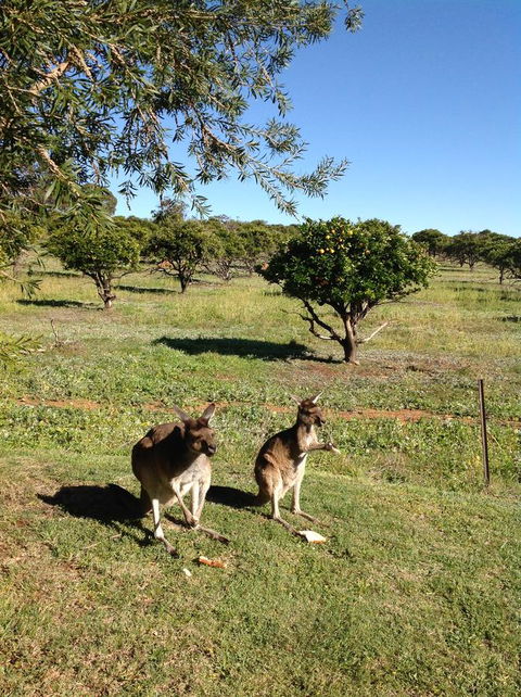 Bindoon's Windmill Farm - Kingaroy Accommodation 2