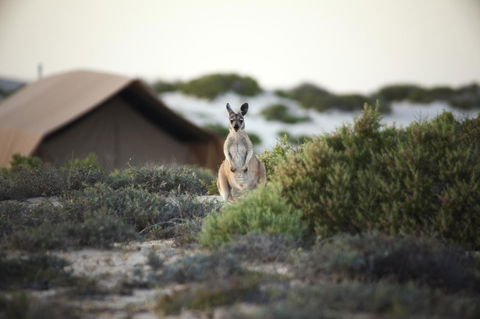 Sal Salis Ningaloo Reef - Kingaroy Accommodation 32