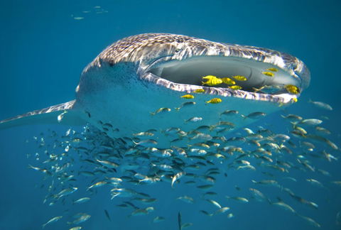 Sal Salis Ningaloo Reef - Kingaroy Accommodation 20
